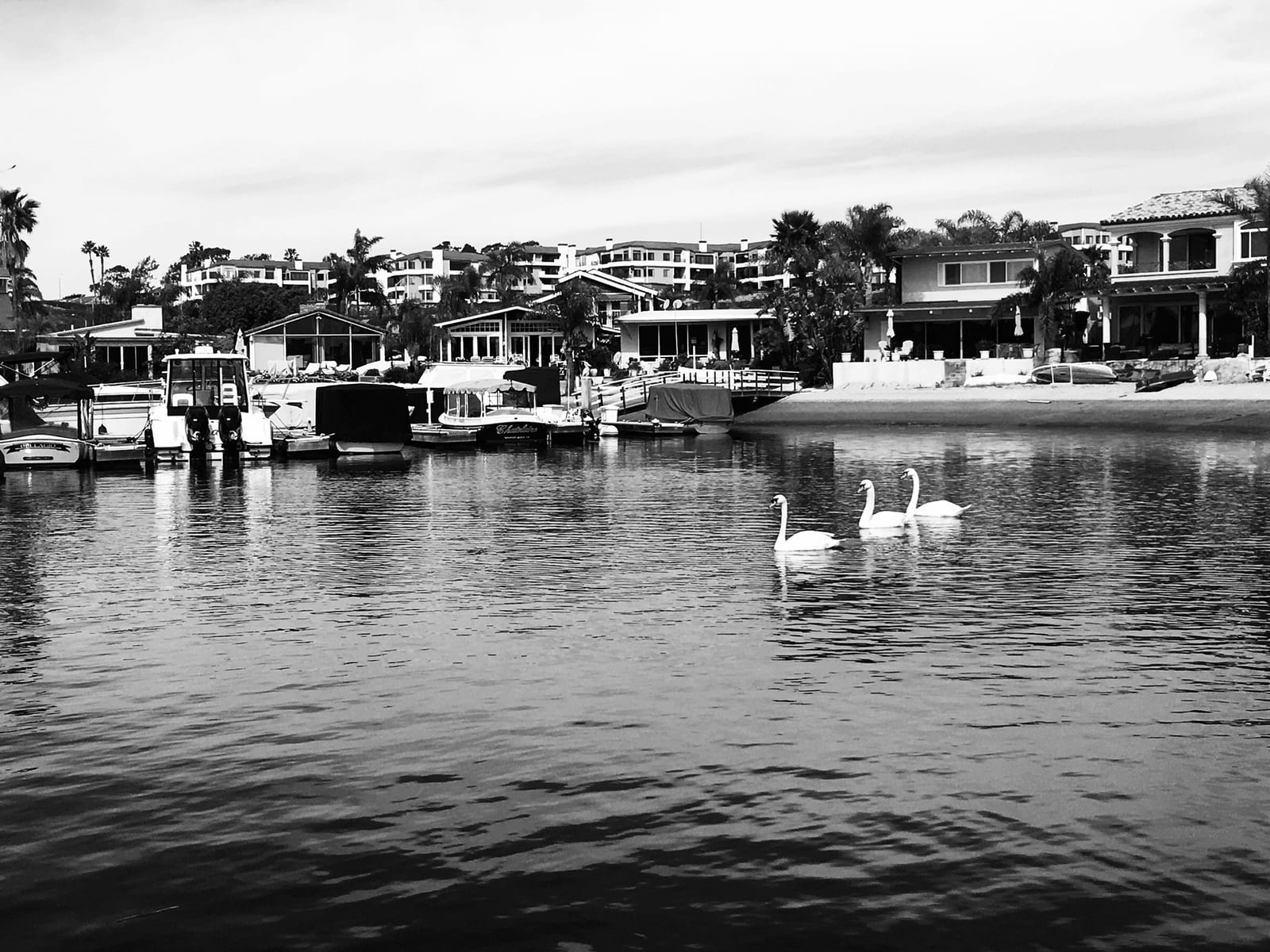 Three swans crossing the water in front of bayfront houses, docks, and covered boats